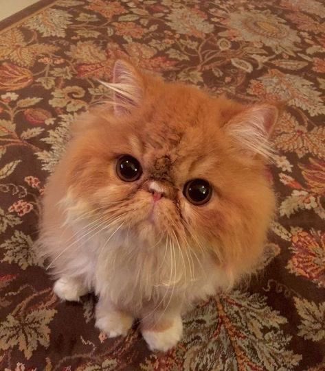 mscxve's tweet photo. my lovely Crookshanks https://t.co/NTFJh2GGqz