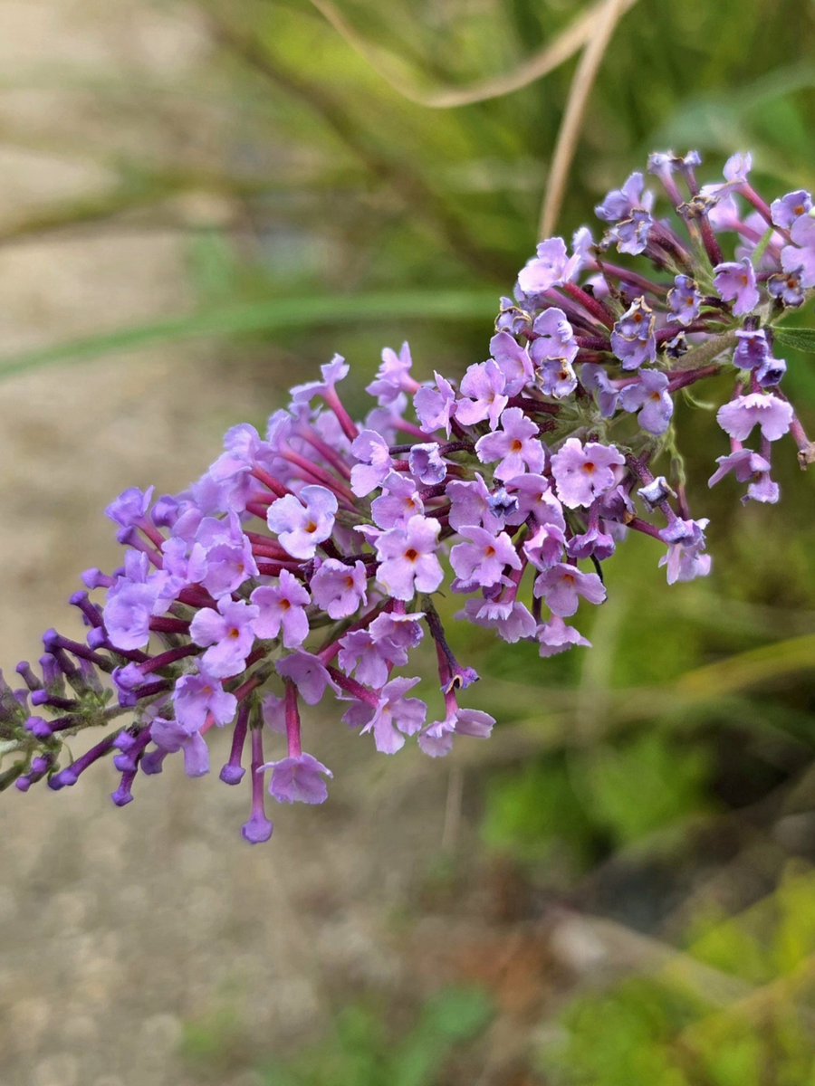 heehee78291's tweet photo. 🌸Buddleja🌸
#nature 
#flowers 
#lavender https://t.co/gzl1XcIaNU
