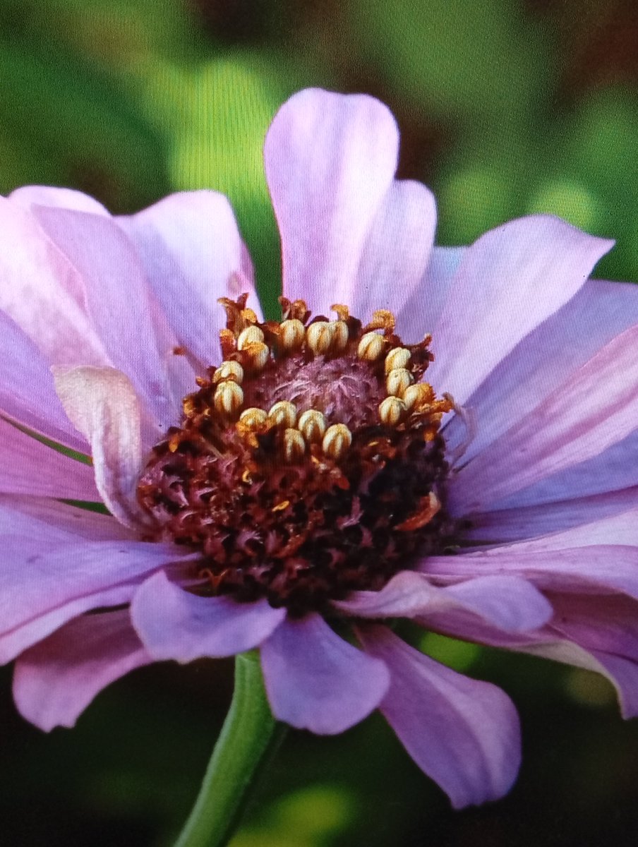 AngelicaIo51273's tweet photo. Violet Zinnia Flower Neighborhood Gardens Close up Phone 📱 Photography https://t.co/vc76TUvdBC