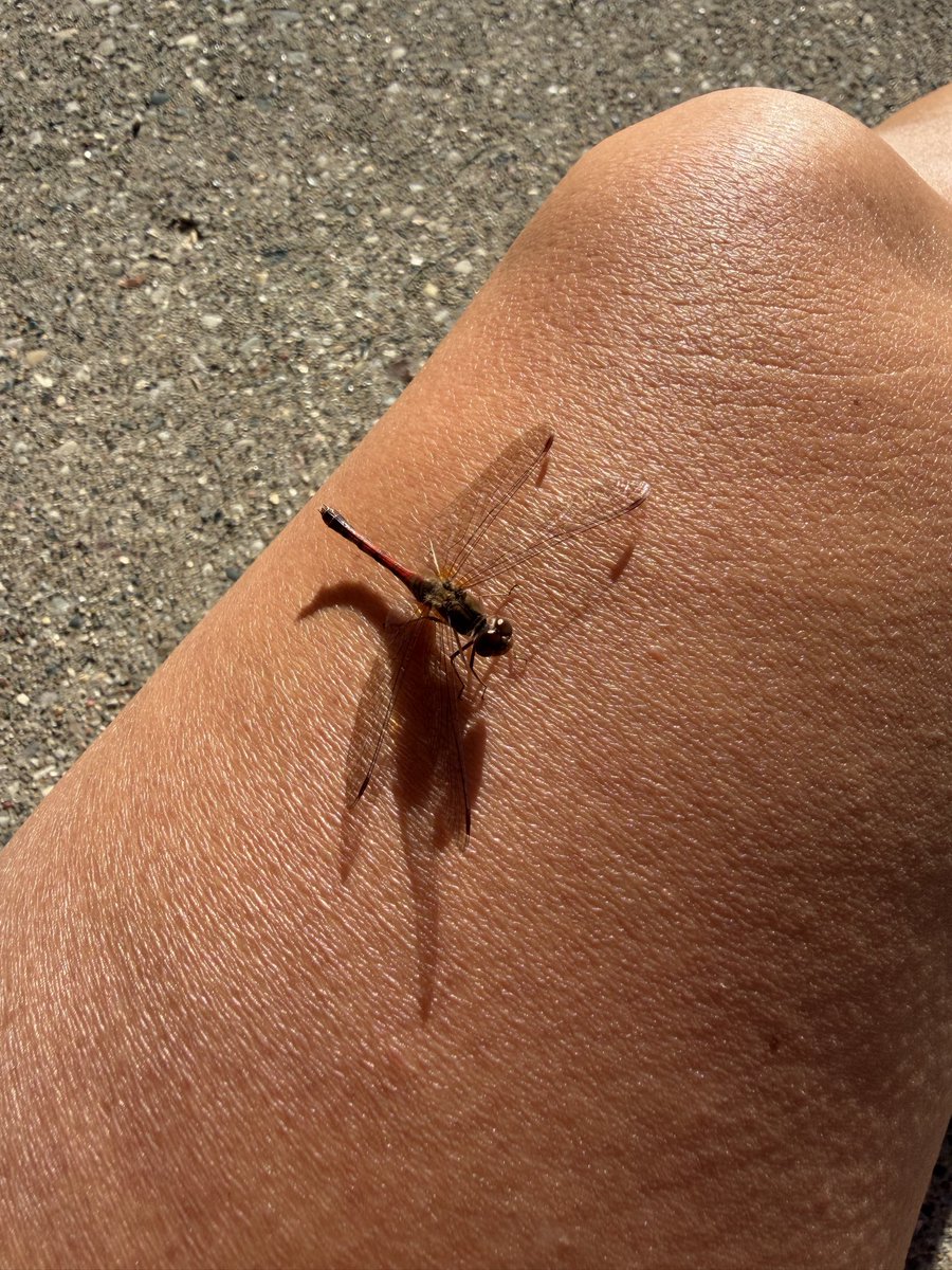 anisdelights's tweet photo. A dragonfly landed on my while I was enjoying the morning sun! https://t.co/oKoMWnRwF3