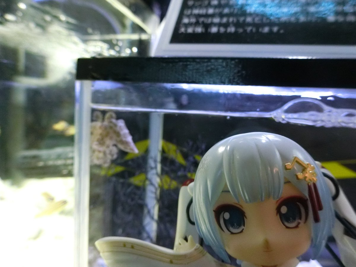mabo2dayo's tweet photo. ｢オオマルモンダコ～♪｣
…また随分小さいタコですね
｢サンゴ礁や岩礁の隙間に棲んでいて、口の後ろにある唾液腺に毒を持っていて獲物に噛みついて麻痺させて捕食する～♪｣
…うーむ
｢なお海外では人間の死亡事故もあるほど強い毒だったりする～♪｣
…小さいけど油断するなと https://t.co/natqPo2zcj