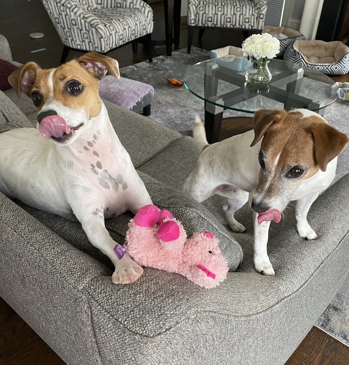 BelleLBear's tweet photo. #TongueOutTuesday #dogs #dogsoftwitter #dogsofX 💖#PostAFavPic4VioletSep26 #zshq #LittleBear #BabyBea 
Day 29: “Yesterday” - 🐷🐖
Seems like YESTERDAY that we were playin wif Piggy🐷 &amp; Mom managed to take a DOUBLE #ToT pic of us! 😜😛 https://t.co/Fiyda5xNmW