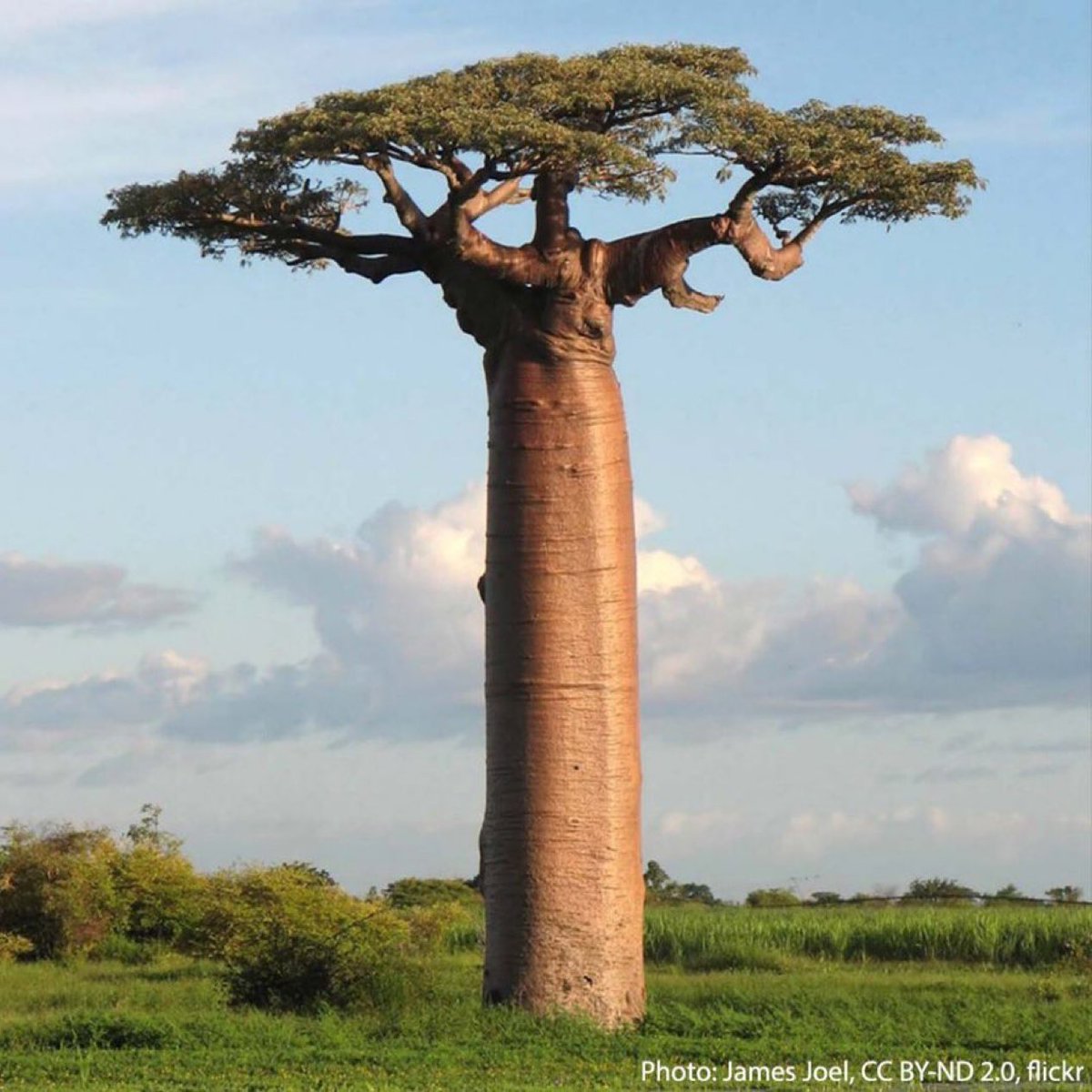 AMNH's tweet photo. The Grandidier's baobab, also known as the renala, may live to be more than 300 years old! Scientists are unable to confirm these trees' exact age because baobabs don't produce annual growth rings. This species of baobab is found only in Madagascar's dry deciduous forests. https://t.co/EL1fUaP7eE