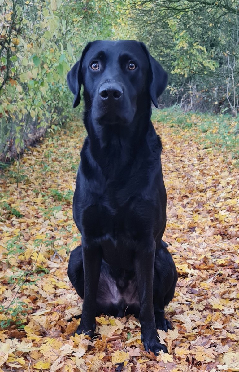 MikeHistorian's tweet photo. My wingman when I pop out to our local pub for a beer in Suffolk. https://t.co/AOExVgfxUc