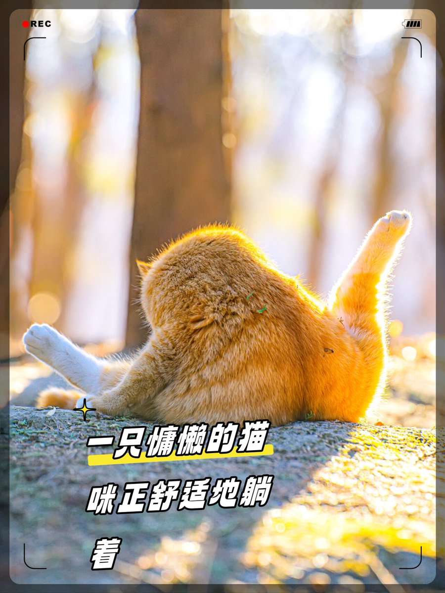DeviLuvita2's tweet photo. My cat 苑移 is cute today, she looked so slender and moved slowly near the window, what a soft little frame and interesting actions! https://t.co/UqKNO5J2KX