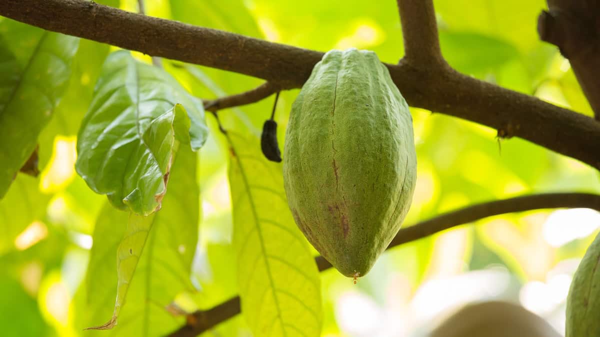BTIscience's tweet photo. The Andes were supposed to stop this cacao killer. They didn't.

Black pod disease destroys up to a quarter of the world's cacao crop every year. In Colombia, researchers expected the country's three Andean mountain ranges to keep populations of the pathogen, 𝘗𝘩𝘺𝘵𝘰𝘱𝘩𝘵𝘩𝘰𝘳𝘢 𝘱𝘢𝘭𝘮𝘪𝘷𝘰𝘳𝘢, separated.

A new Phytopathology editor's choice study led by BTI president Silvia Restrepo found otherwise. The team genotyped 73 isolates from 48 locations and found seven genetic clusters, and none lined up with geography.

The clue: every isolate was the same mating type, so the pathogen is reproducing clonally. That much diversity had to come from outside, most likely carried across the mountains on cacao plant material moved through breeding and distribution programs.

The research team also found that a strain's DNA can't predict how aggressive it will be. Breeders need to test resistance against isolates that span the full range of virulence.

Read the full story: https://t.co/J00w6YoWyi