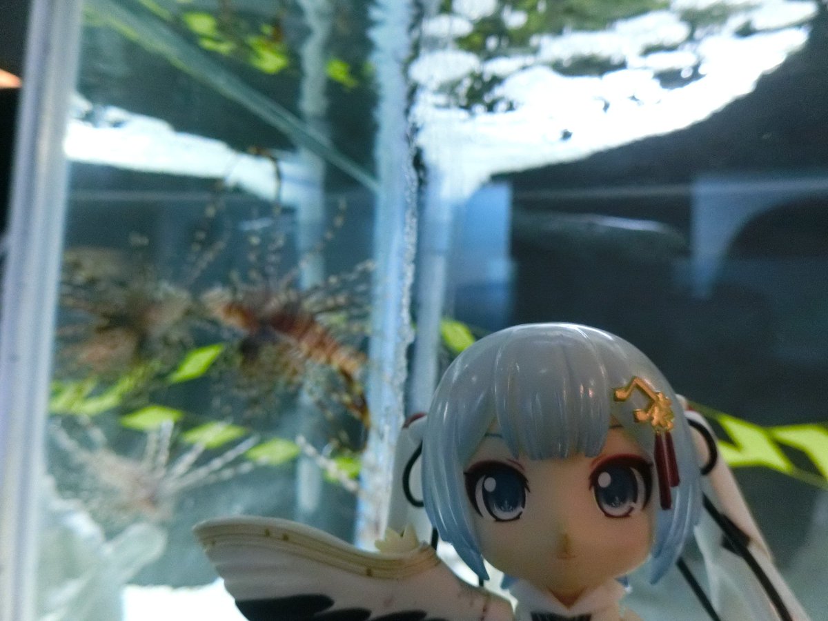 mabo2dayo's tweet photo. ｢ハナミノカサゴ～♪｣
…鰭のトゲに毒でしたっけ
｢死亡例は報告されてないけど、刺されると激しい痛みを感じるので刺されないに越したことはない～♪｣
…ですよねー
｢なお刺された場合は傷口を風呂より熱めの湯につけると痛みが和らぐ～♪｣
…へーへー https://t.co/HP5ZfxTMWB