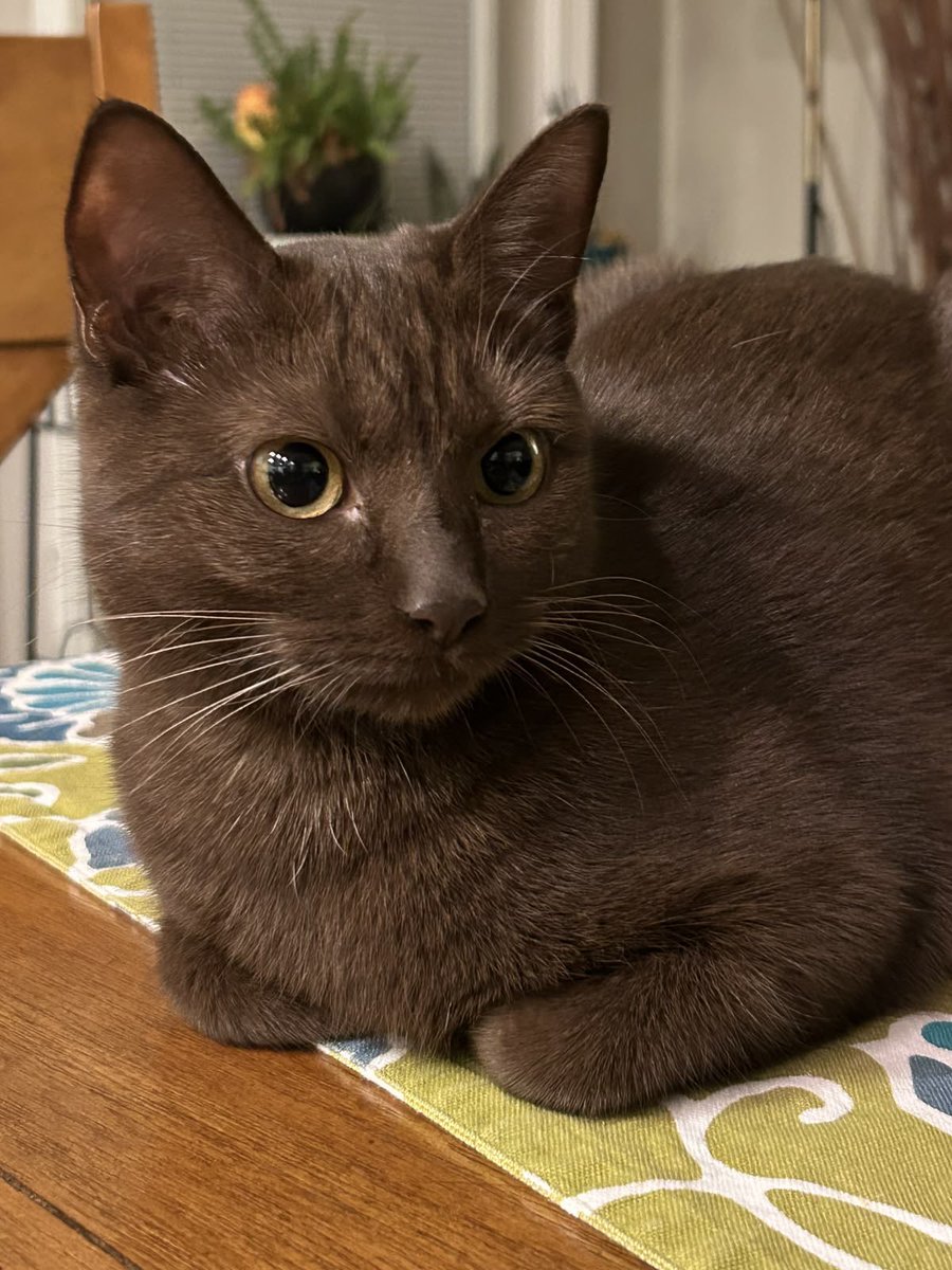 judeykat's tweet photo. chocolate brown cats are rare because the color requires a specific gene combination inherited from both parents. this brown is much different from the very common brown tabbies which is more of a tanish-gray. the brown color is a mutation that changes the pigment of black fur! https://t.co/ayTK2bGl3N