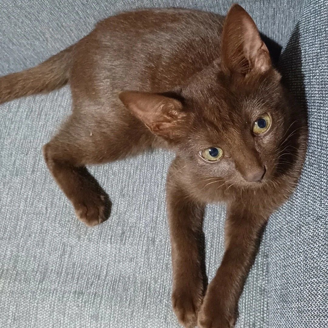 judeykat's tweet photo. chocolate brown cats are rare because the color requires a specific gene combination inherited from both parents. this brown is much different from the very common brown tabbies which is more of a tanish-gray. the brown color is a mutation that changes the pigment of black fur! https://t.co/ayTK2bGl3N