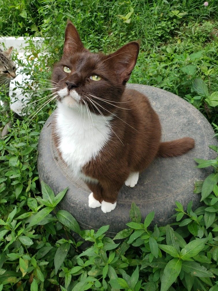 judeykat's tweet photo. chocolate brown cats are rare because the color requires a specific gene combination inherited from both parents. this brown is much different from the very common brown tabbies which is more of a tanish-gray. the brown color is a mutation that changes the pigment of black fur! https://t.co/ayTK2bGl3N