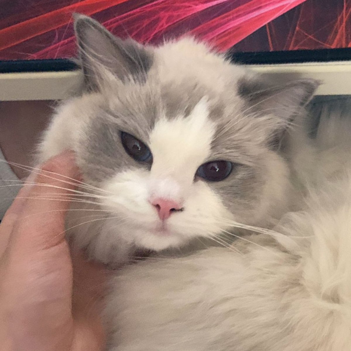 Dexerto's tweet photo. Pokimane says her cat Mimi died in a "freak accident" after falling from her balcony

She explained that cleaners left the screen door open, but stressed that she doesn't blame them https://t.co/PfQ073dnEl