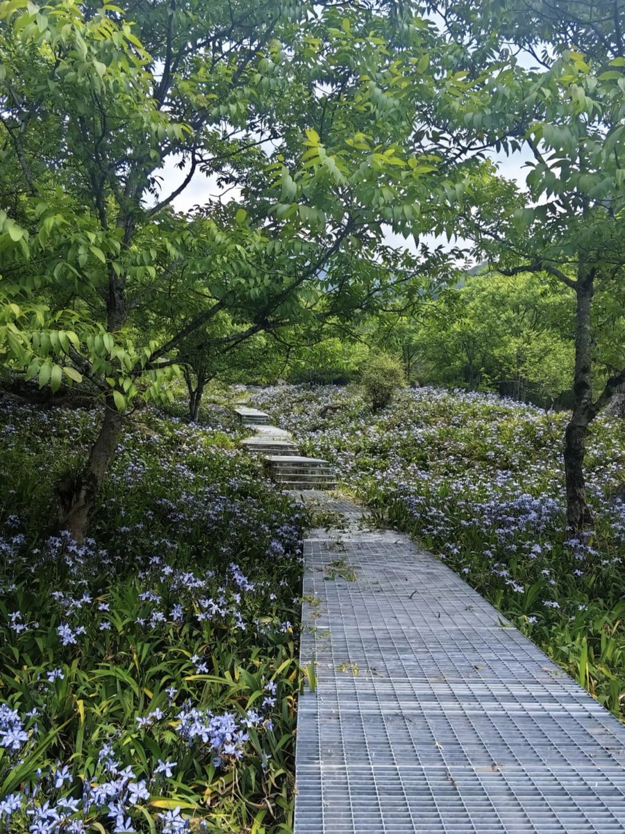 Hermilaxdtmk's tweet photo. Hoy caminé 5 km por el Parque del Bosque, descubrí un rincón tranquilo con flores silvestres. El aire fresco vale la pena cada paso!， https://t.co/ZtPuPa9pvr