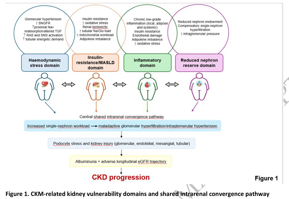 NDTsocial's tweet photo. Obesity and chronic kidney disease: a cardio-kidney-metabolic framework for renal vulnerability and risk stratification

https://t.co/jEONQUKI7T https://t.co/rwN8Z0rHdM