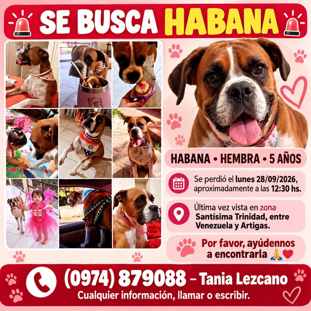 defensanimalpy's tweet photo. ¡Ayudemos a que vuelva a casa!🐾❤️

Aclaración: Este animalito no pertenece a nuestra institución, pero compartimos la publicación para colaborar en su difusión y que llegue a más personas. https://t.co/3hZfHDUR2Z