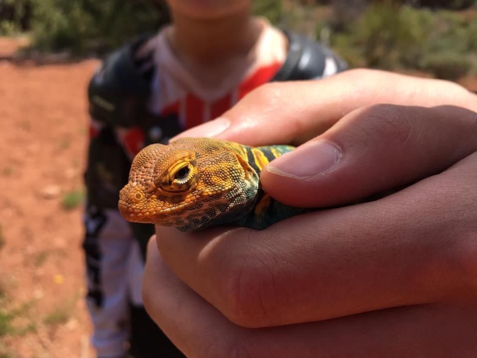 PortalToursMoab's tweet photo. A Jeep doesn't just take you places; it changes the way you see the world. 
"Moab yellow headed collared lizard"

#PortalOffroadTours #Portal2Adventure #MoabRocks #OpenThePortal #ServedOnTheRocks https://t.co/xS05Boa5wm