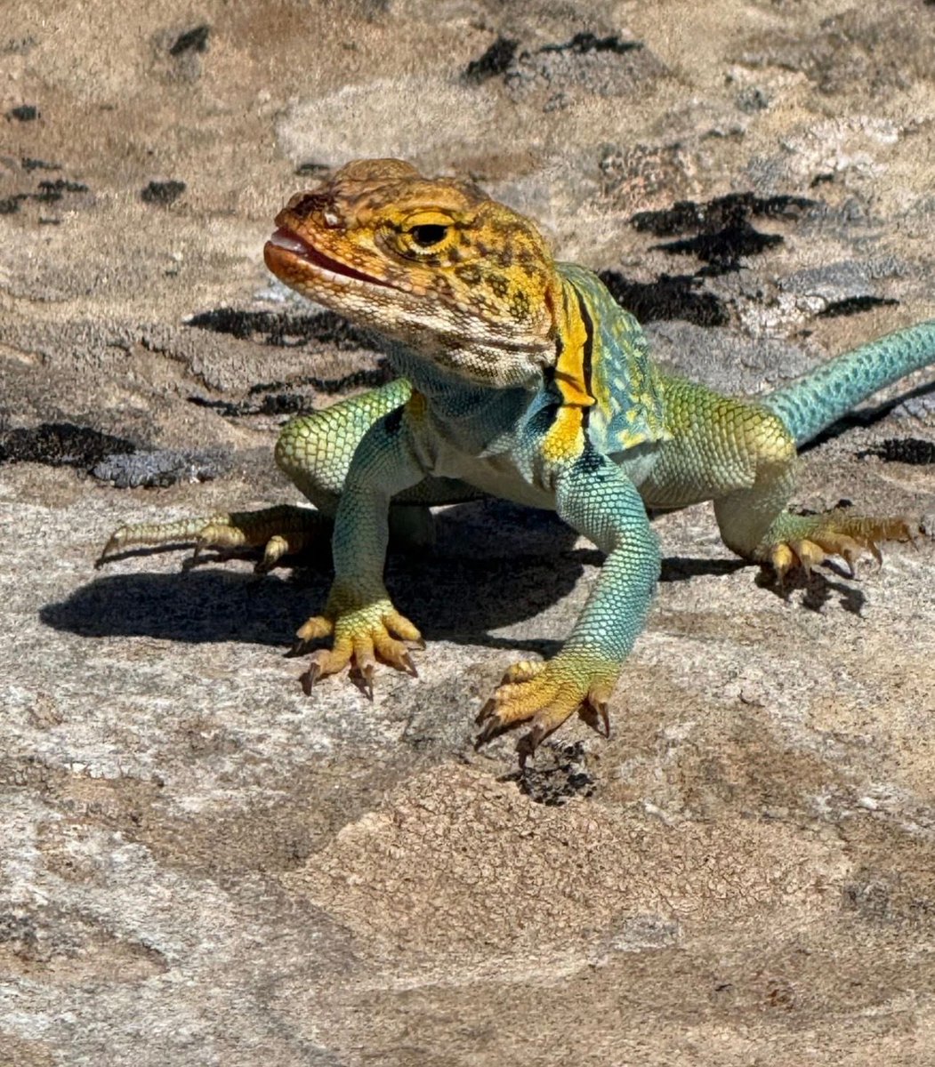 PortalToursMoab's tweet photo. A Jeep doesn't just take you places; it changes the way you see the world. 
"Moab yellow headed collared lizard"

#PortalOffroadTours #Portal2Adventure #MoabRocks #OpenThePortal #ServedOnTheRocks https://t.co/xS05Boa5wm