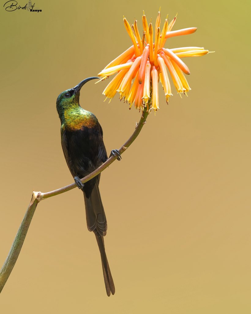 Waimaimba's tweet photo. Bronze Sunbird 📸🇰🇪 https://t.co/zSQqlDSq1Y