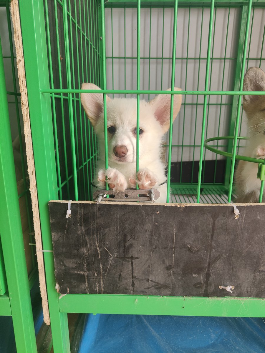 JohnnyBrailt's tweet photo. Mi perro pasó de un cachorro pequeo a un compaero enorme en solo 8 meses El amor crece más rápido de lo que pensamos! https://t.co/1Uc2EMuE8H