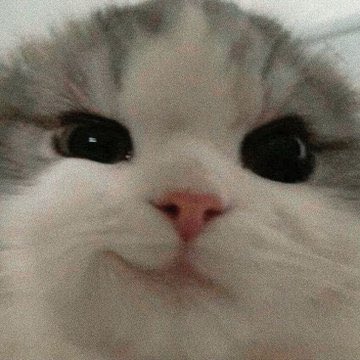 cceechom's tweet photo. แมวเป้ามากกก ยัมมายิ้มนะเหมียว!😼 https://t.co/uKGiELjOJq