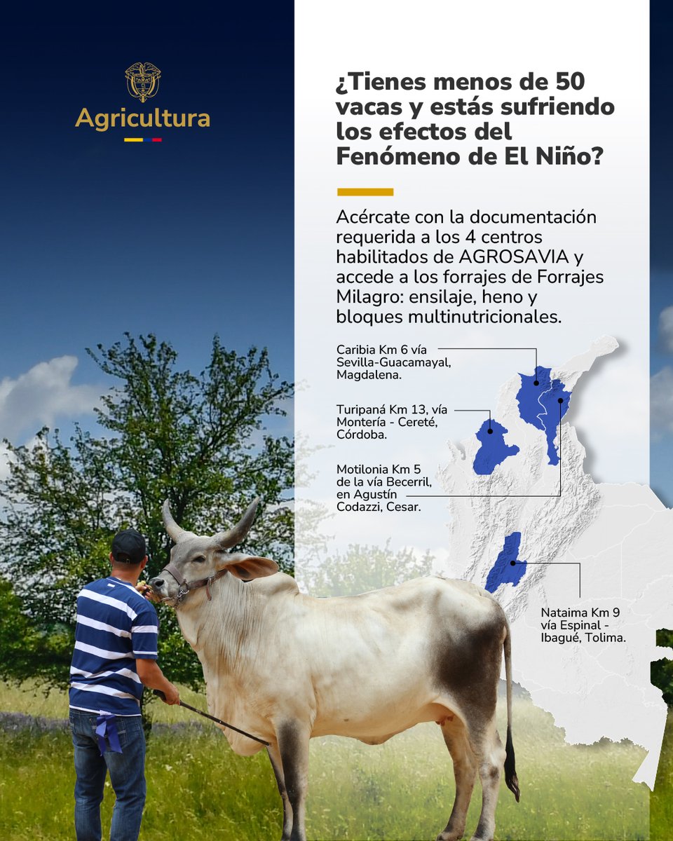 MinAgricultura's tweet photo. ¡Atención, ganaderos! 🚨🐄 Desde el #MinAgricultura creamos el programa #ForrajesMilagro para ayudarlos a aliviar los efectos causados por el Fenómeno de #ElNiño. ☀️

 ¡Acércate a los puntos autorizados con la documentación requerida y recibe la alimentación para tu ganado! 🌾

🔗 Toda la información en https://t.co/otcy4IsA5Z