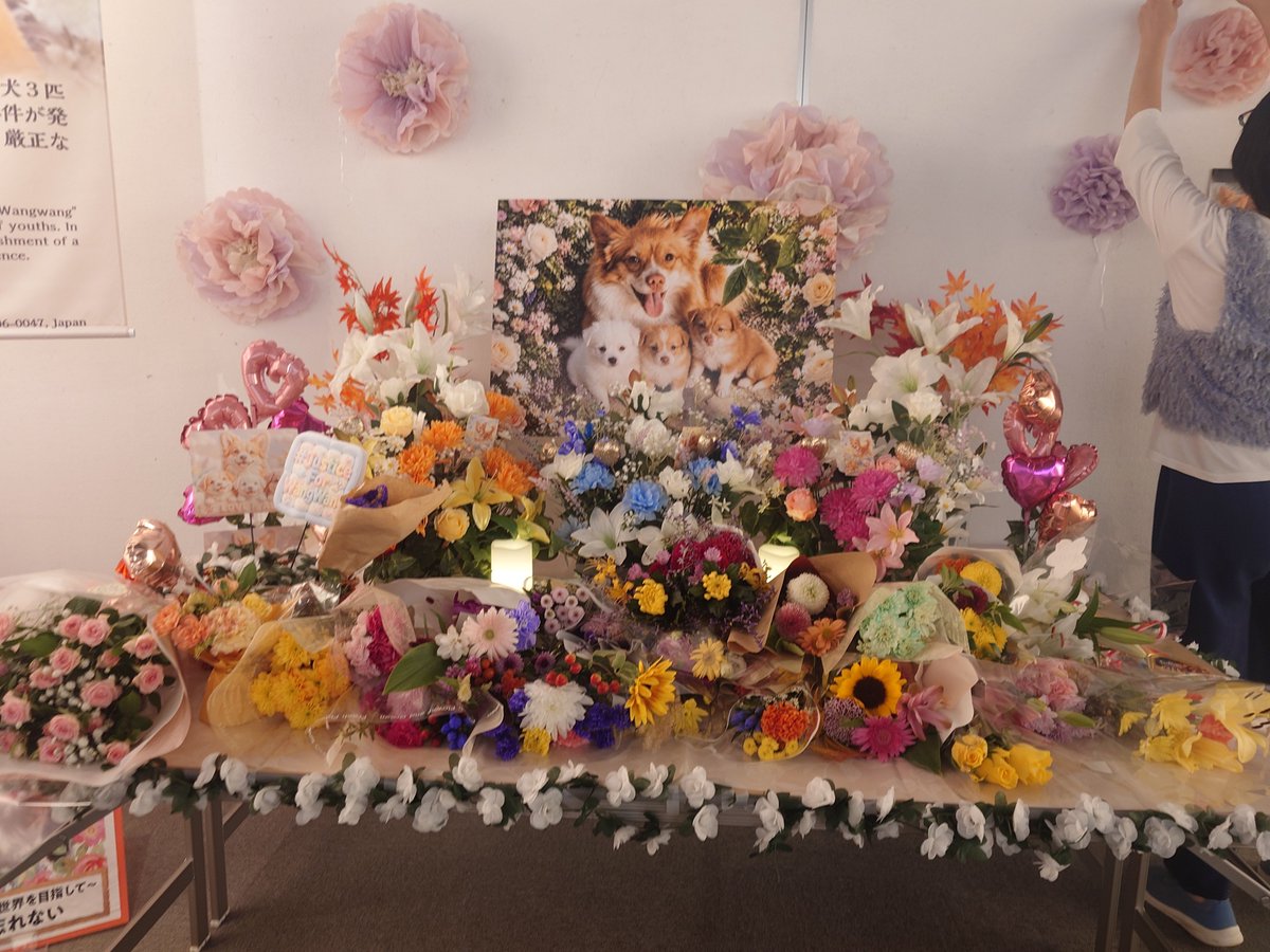 vvv_makoto_vvv's tweet photo. 26日に、行ってきた🐾🐾💖

#justiceforWangWang
#旺旺
#旺旺ちゃん親子を忘れない https://t.co/H4UjrWJacw