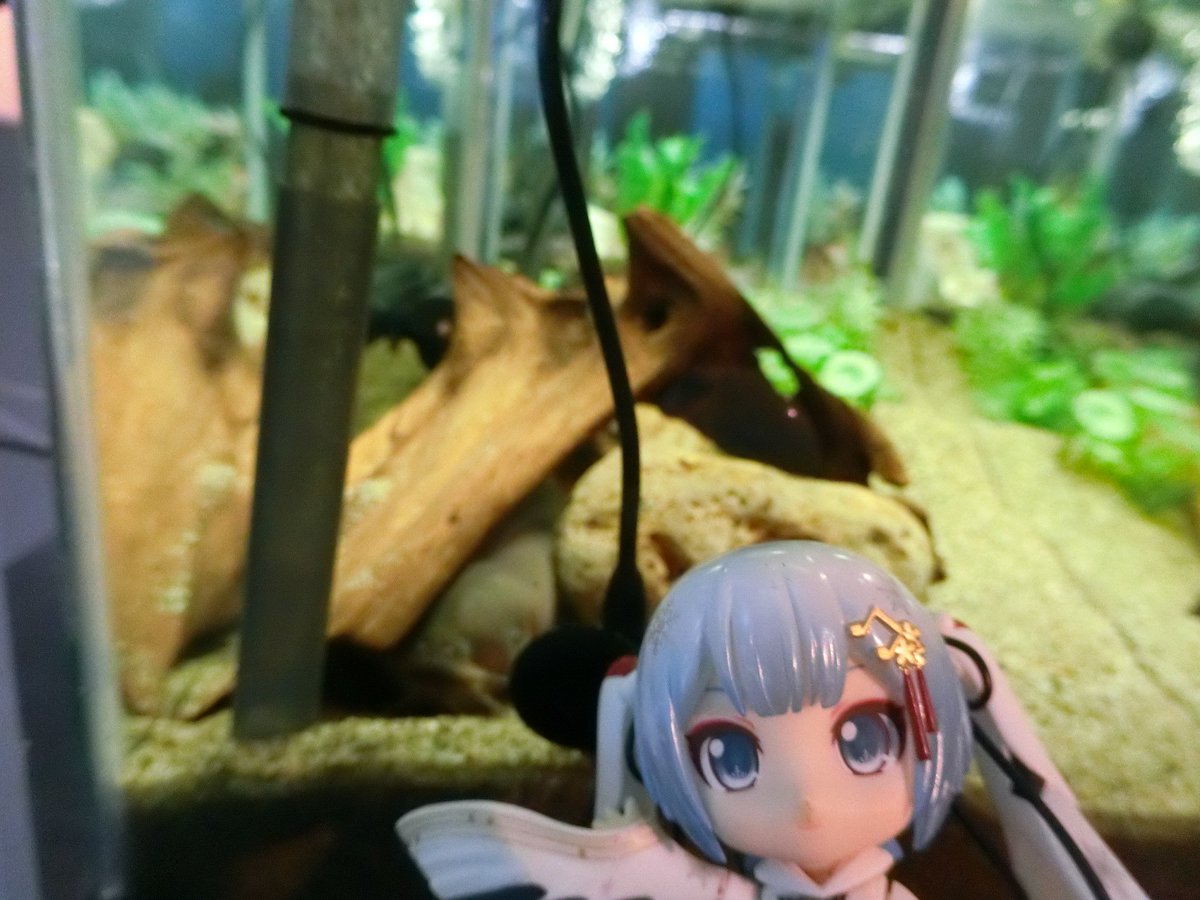 mabo2dayo's tweet photo. ｢デンキナマズ～♪｣
…顔は確かにナマズですね
｢名前の通り発電するんだけど、デンキウナギがアマゾン川にいるのに対してこちらはアフリカのナイル川やコンゴ川にいる～♪｣
…へー
｢ほんでデンキウナギは頭が＋で尾が－だけどこちらはその逆～♪｣
…へーへーへー https://t.co/LzKUbb3h3H