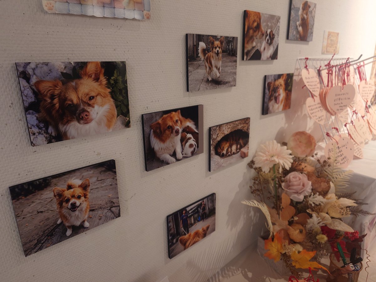 vvv_makoto_vvv's tweet photo. 26日に、行ってきた🐾🐾💖

#justiceforWangWang
#旺旺
#旺旺ちゃん親子を忘れない https://t.co/H4UjrWJacw