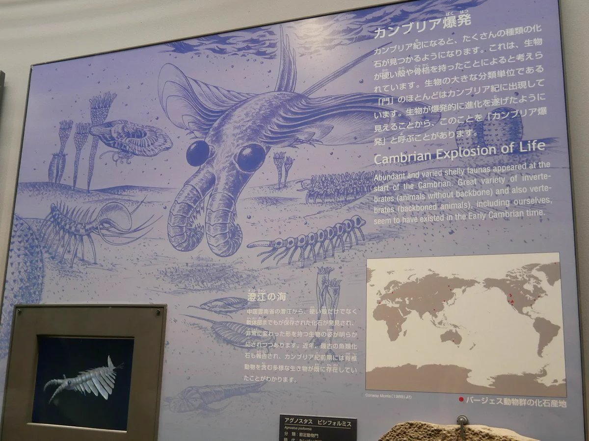 化石 澄江産 アノマロカリスの腕 博物館級 実物 値段交渉可能 Jun on X: 