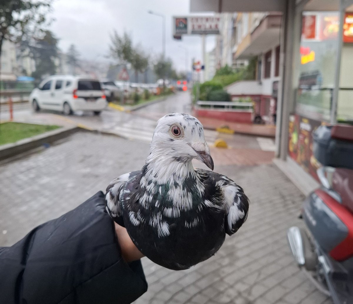 Budalov1's tweet photo. bunca yol gelmişsin kafama konmaya mı üşendin.. https://t.co/mltBX8pjnQ