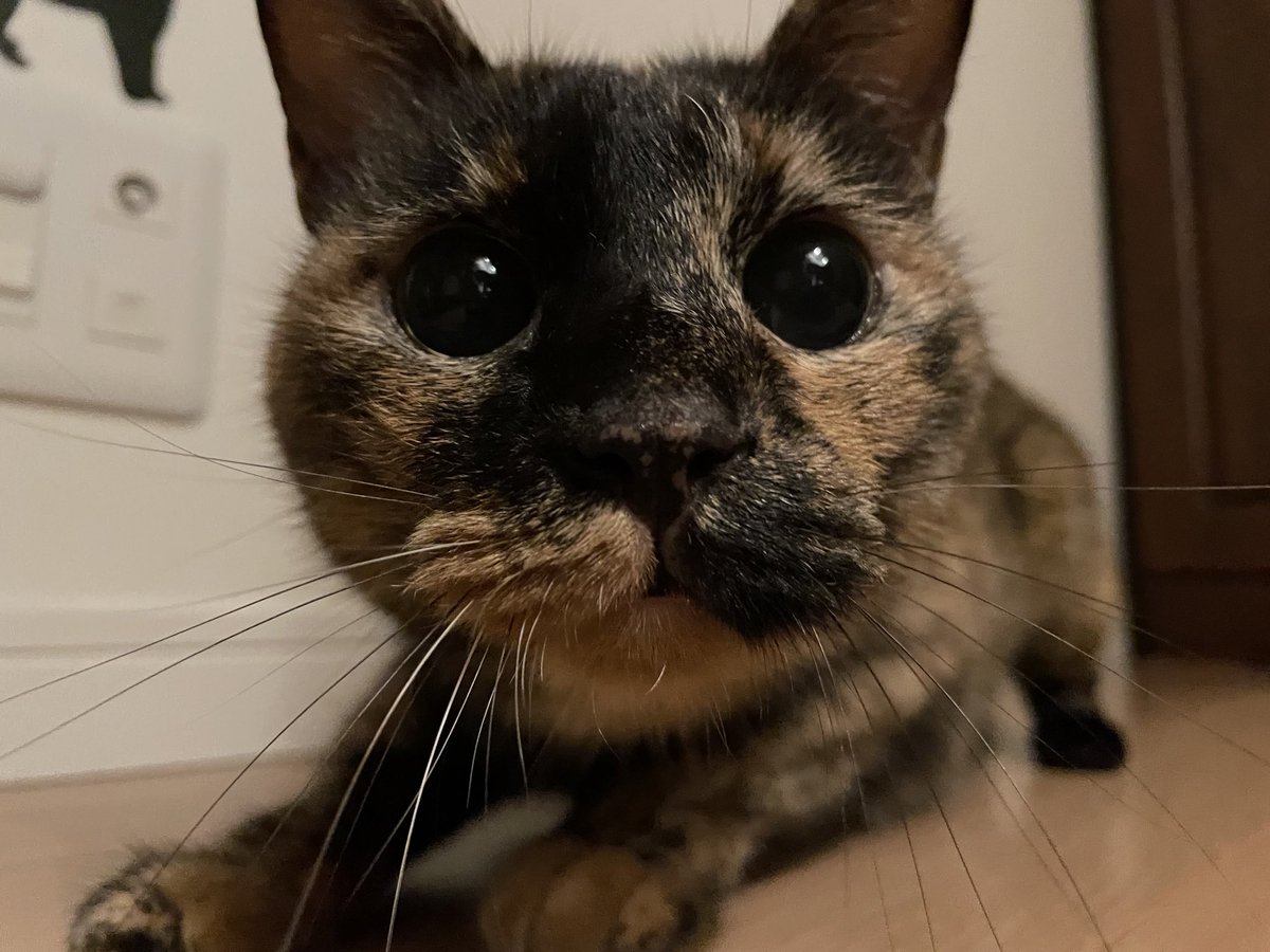 cat_issa0705's tweet photo. 明日は早出｡
寝るわよー
早く早く💨💨💨😄

おやすみ😴😴😴 https://t.co/uO66TLq4lm