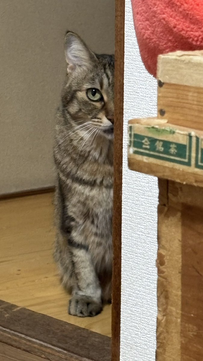 m2l_jpn's tweet photo. 監視されちゅう https://t.co/KY7m4wH43Z