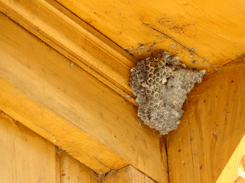 EffectivePest tweet picture