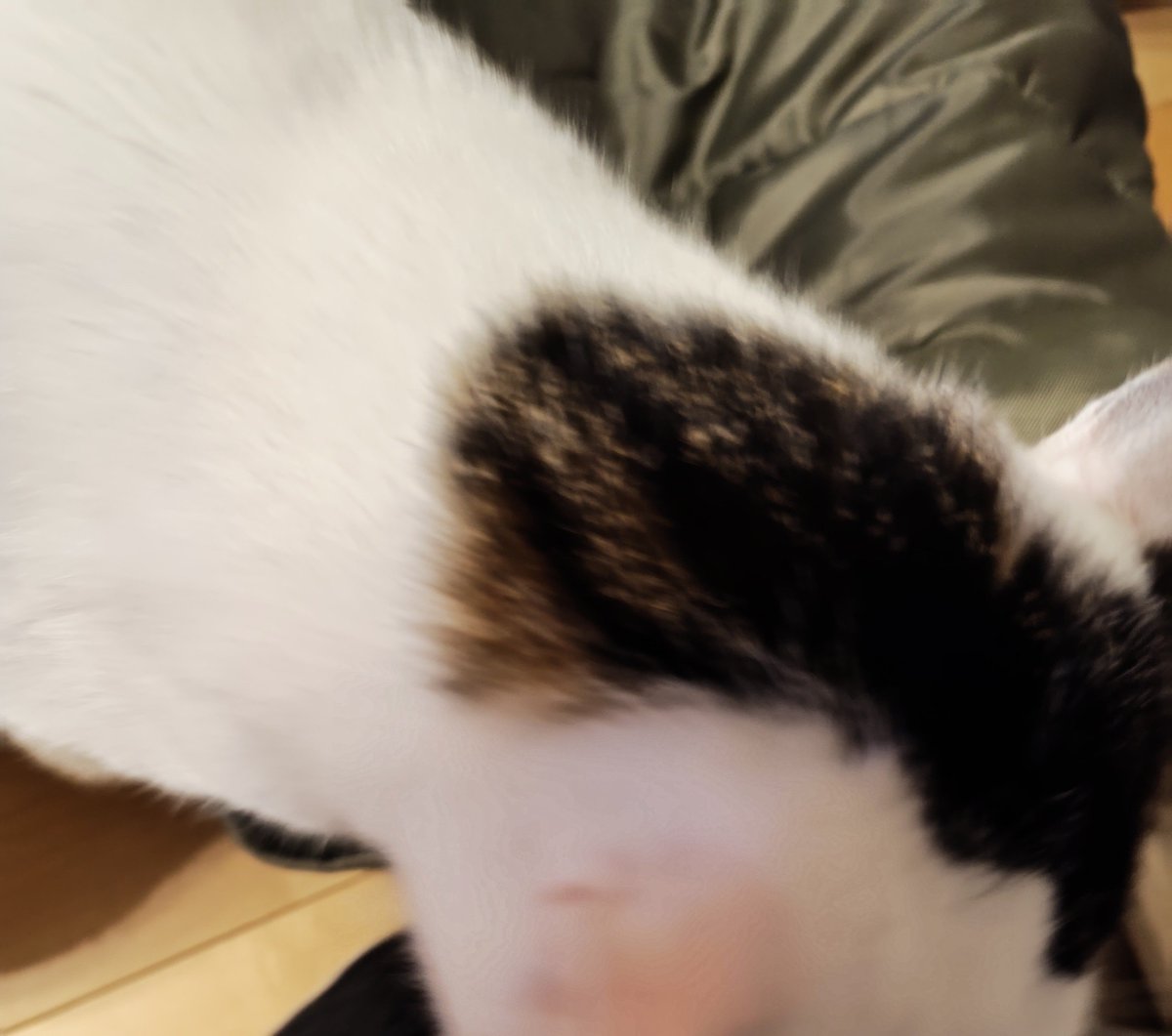 corky_0503's tweet photo. 最近朝晩涼しくなってきたなぁ
ということで、前猫用だったペットシェルフを出してきました
確かしろみくろみが子猫の時の春くらいにも出した気がするんだけど⋯１年ぶりかも⋯

凄い猫けり、潜るなどしこたましてくれまして（笑）
温かいので交代で入ってます（笑） https://t.co/vFLgfiCZdM