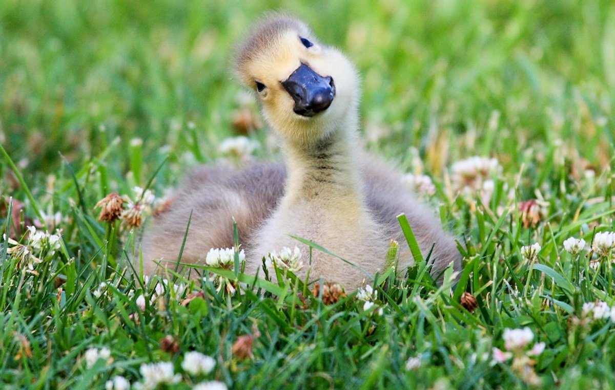 dictionarypod's tweet photo. I couldn’t decide which #goose pic to post so you get this baby with a cocked head. 

#wordoftheday #dictionary #wordnerd #edutainment @spejampar https://t.co/FVEppwJA4A