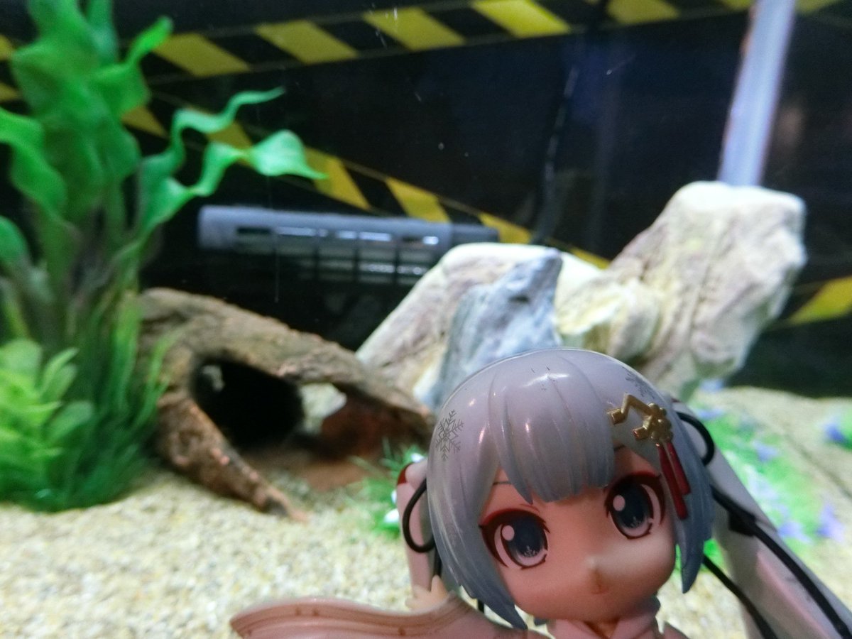 mabo2dayo's tweet photo. ｢細長く伸びた下顎がゾウの鼻を連想させることでその名がついた、エレファントノーズ・フィッシュ～♪｣
…なるほど
｢中央アフリカに生息していて、下顎で砂の中の餌を探したり尾の付け根から微弱な電気を流してレーダーのように周りを伺いながら生活している～♪｣
…へーへー https://t.co/KjgAGGB7P9