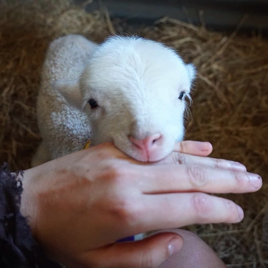HowhighLamb's tweet photo. @st_smol THIS THERAPY IS ASS https://t.co/q2HNPjrapG