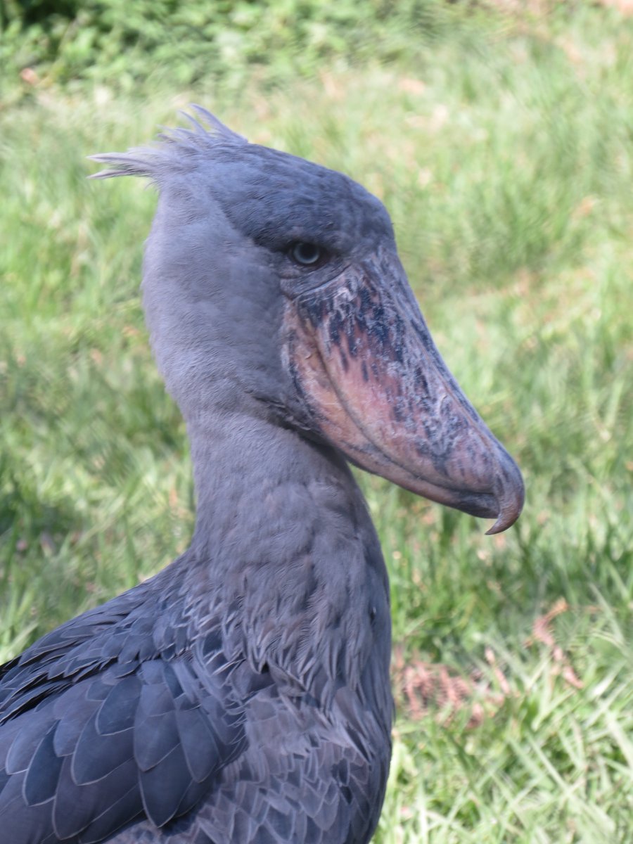 AfriquestUG's tweet photo. The magnificent Shoebill: Uganda’s iconic swamp giant, famous for its massive shoe-shaped bill and unforgettable stare. 

Come discover Uganda’s wild side with Afriquest Travels. 

#Visituganda https://t.co/AOSVRZBFIP