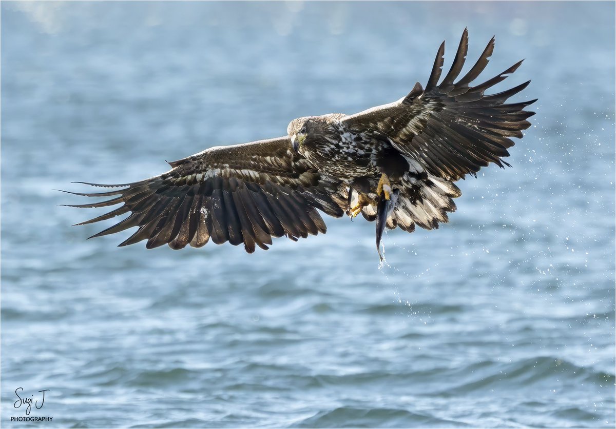 SuziShaw's tweet photo. Always amazing to watch a #whitetailedeagle in action
#TwitterNatureCommunity #birdtwitter #isleofmull #BirdsSeenIn2026 #BBCWildlifePOTD @Natures_Voice @ThePhotoHour @ScotsMagazine @Team4Nature #jessopsmoment #raptor #catchoftheday #tuesdayvibe https://t.co/m4a2Y47gPw