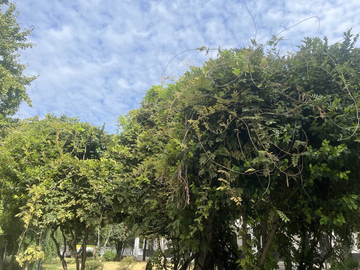 zen_hugo623's tweet photo. [Weixun stands proud by the camphor tree, with chestnut leaves swaying gently in the breeze.] https://t.co/h6RSZNqICF