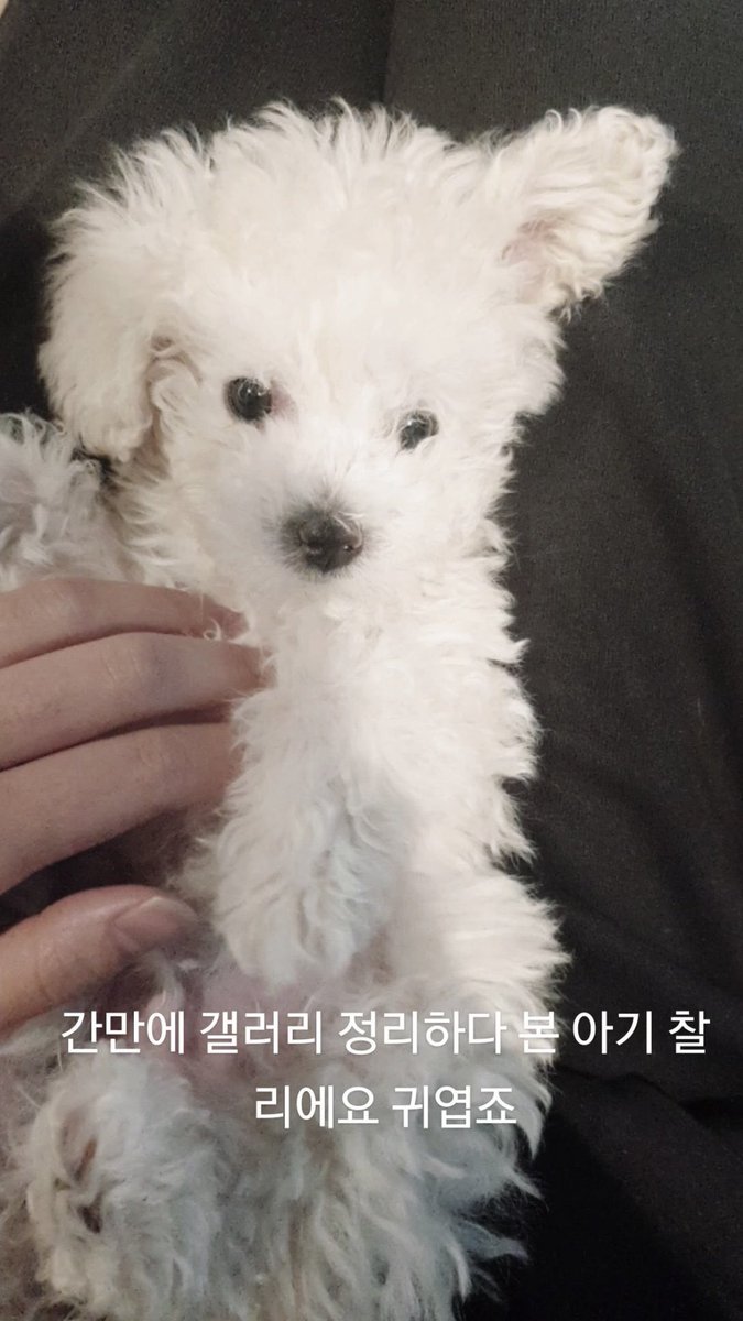 dmsdol tweet picture