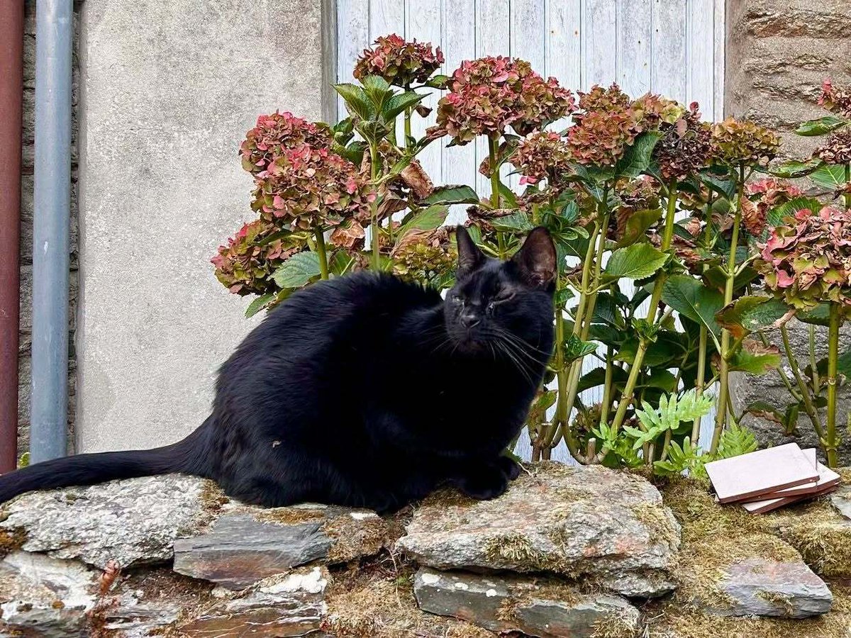 vigipets's tweet photo. 🟠 🐱 Chat perdu le 23/09/2026 à Cancale (35260).
Race : Bombay / Âge : 10 mois
Steve / Mâle / Identifié(e) : Oui
☎️ 0635472024
📧 sameichblatt@gmail.com
#chatperdu #chattrouve #chat #perdu #trouve https://t.co/i26ITYpZ2r