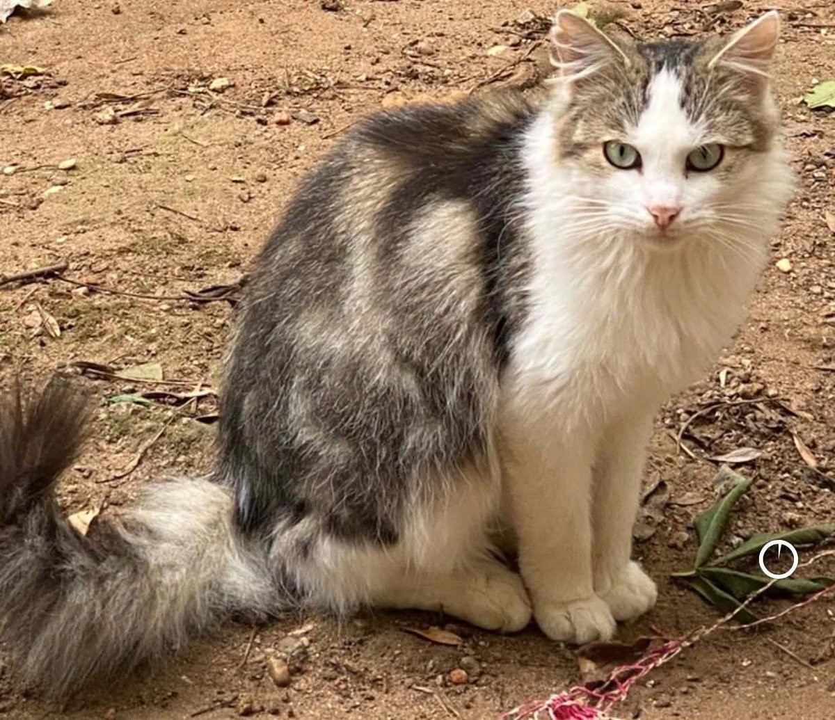 vigipets's tweet photo. 🟠 🐱 Chat perdu le 23/09/2026 à Jarville-La-Malgrange (54140).
Race : Norvégien / Âge : 8 an(s)
Maurice / Mâle / Identifié(e) : Oui
☎️ 0631138229
📧 ouistiti24242424@gmail.com
#chatperdu #chattrouve #chat #perdu #trouve https://t.co/mlZIa2lkVm