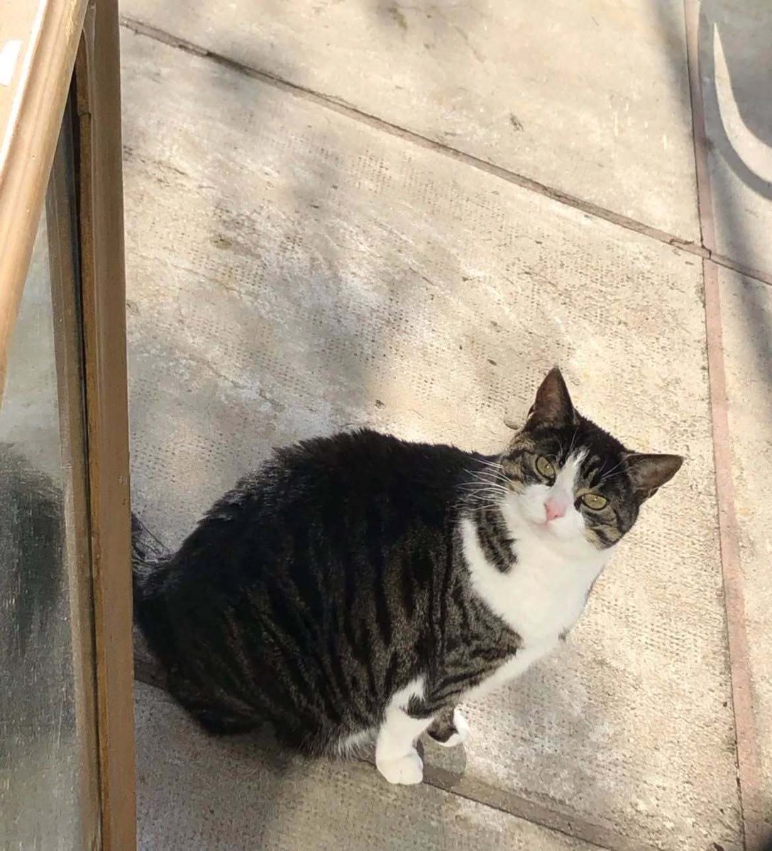 vigipets's tweet photo. 🟠 🐱 Chat perdu le 25/09/2026 à Portes-Lès-Valence (26800).
Race : Européen / Âge : 15 an(s)
Rosie / Femelle / Identifié(e) : Non
☎️ 0672637212
📧 fannysteph@free.fr
#chatperdu #chattrouve #chat #perdu #trouve https://t.co/WM4xYjaOq7