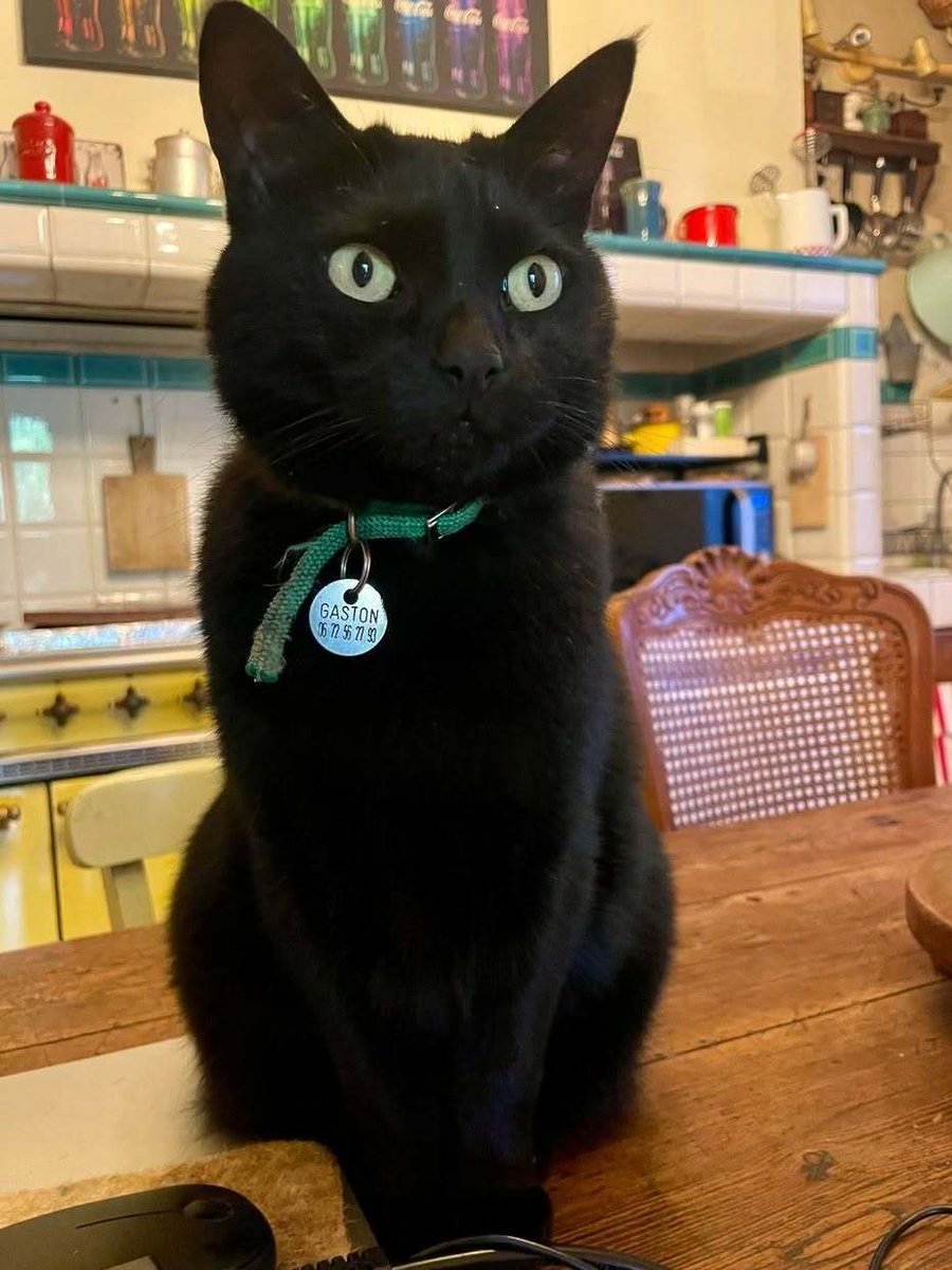 vigipets's tweet photo. 🟠 🐱 Chat perdu le 26/09/2026 à Tournefeuille (31170).
Race : Européen / Âge : 9 an(s)
GASTON / Mâle / Identifié(e) : Oui
☎️ 0785020263
📧 raphael.bouneau@gmail.com
#chatperdu #chattrouve #chat #perdu #trouve https://t.co/YnZNl2TJE5