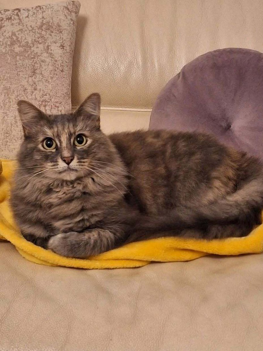 vigipets's tweet photo. 🟠 🐱 Chat perdu le 24/09/2026 à Perpignan (66100).
Race : Européen / Âge : 9 an(s)
SUSHI / Femelle / Identifié(e) : Oui
☎️ 0683271931
📧 jmarie1515@yahoo.fr
#chatperdu #chattrouve #chat #perdu #trouve https://t.co/Ywzssak5mR