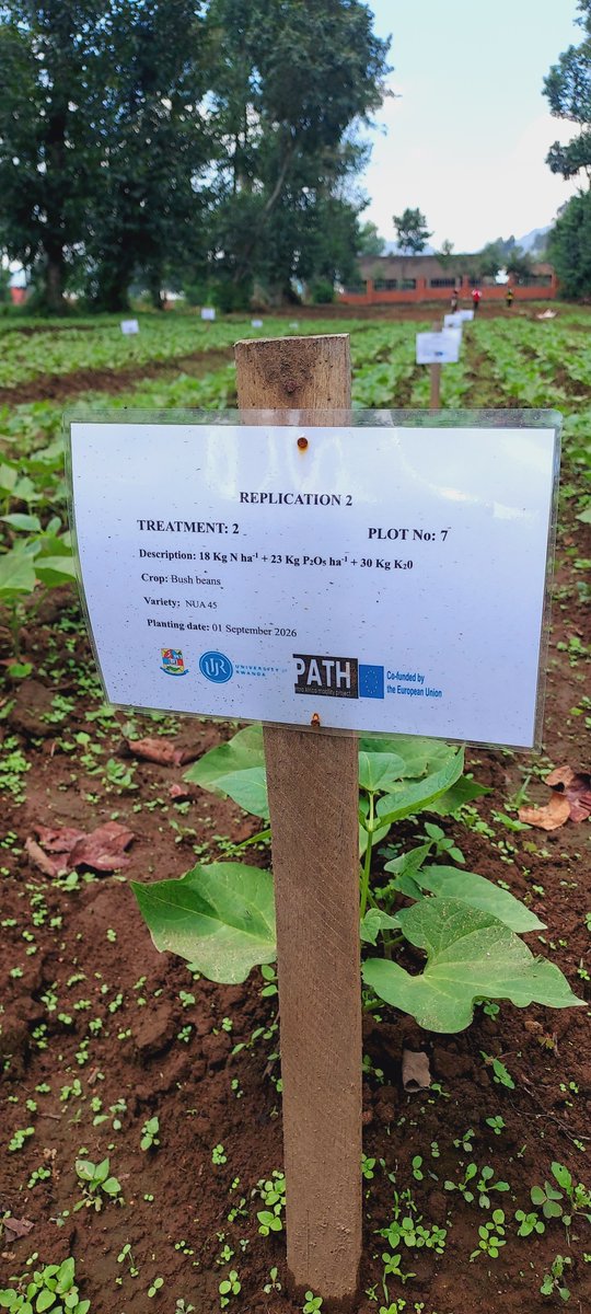 jeaneric2002's tweet photo. 🌱 Research in the field! I’m currently conducting research on the influence of phosphorus on the growth and yield of common beans in Andisols of Northern Rwanda. The crop is progressing from vegetative growth toward flowering, and observations are underway. 🇷🇼
#Agronomme🇷🇼 https://t.co/K5Hw2Bo3Mo
