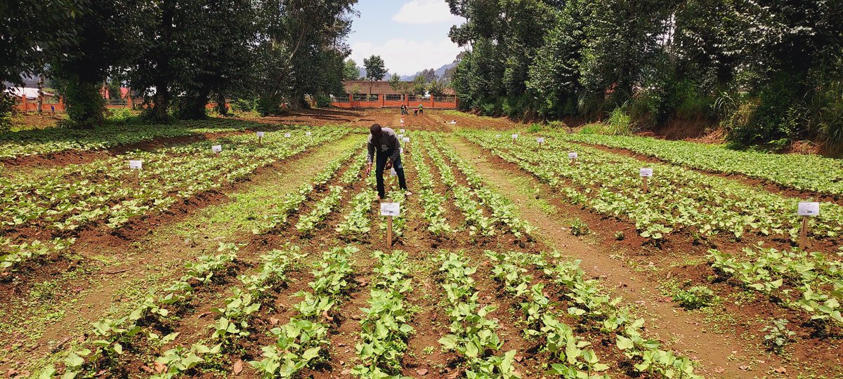 jeaneric2002's tweet photo. 🌱 Research in the field! I’m currently conducting research on the influence of phosphorus on the growth and yield of common beans in Andisols of Northern Rwanda. The crop is progressing from vegetative growth toward flowering, and observations are underway. 🇷🇼
#Agronomme🇷🇼 https://t.co/K5Hw2Bo3Mo
