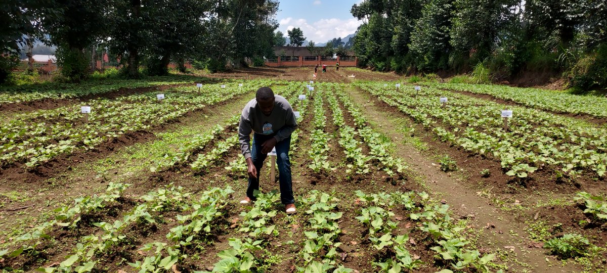 jeaneric2002's tweet photo. 🌱 Research in the field! I’m currently conducting research on the influence of phosphorus on the growth and yield of common beans in Andisols of Northern Rwanda. The crop is progressing from vegetative growth toward flowering, and observations are underway. 🇷🇼
#Agronomme🇷🇼 https://t.co/K5Hw2Bo3Mo