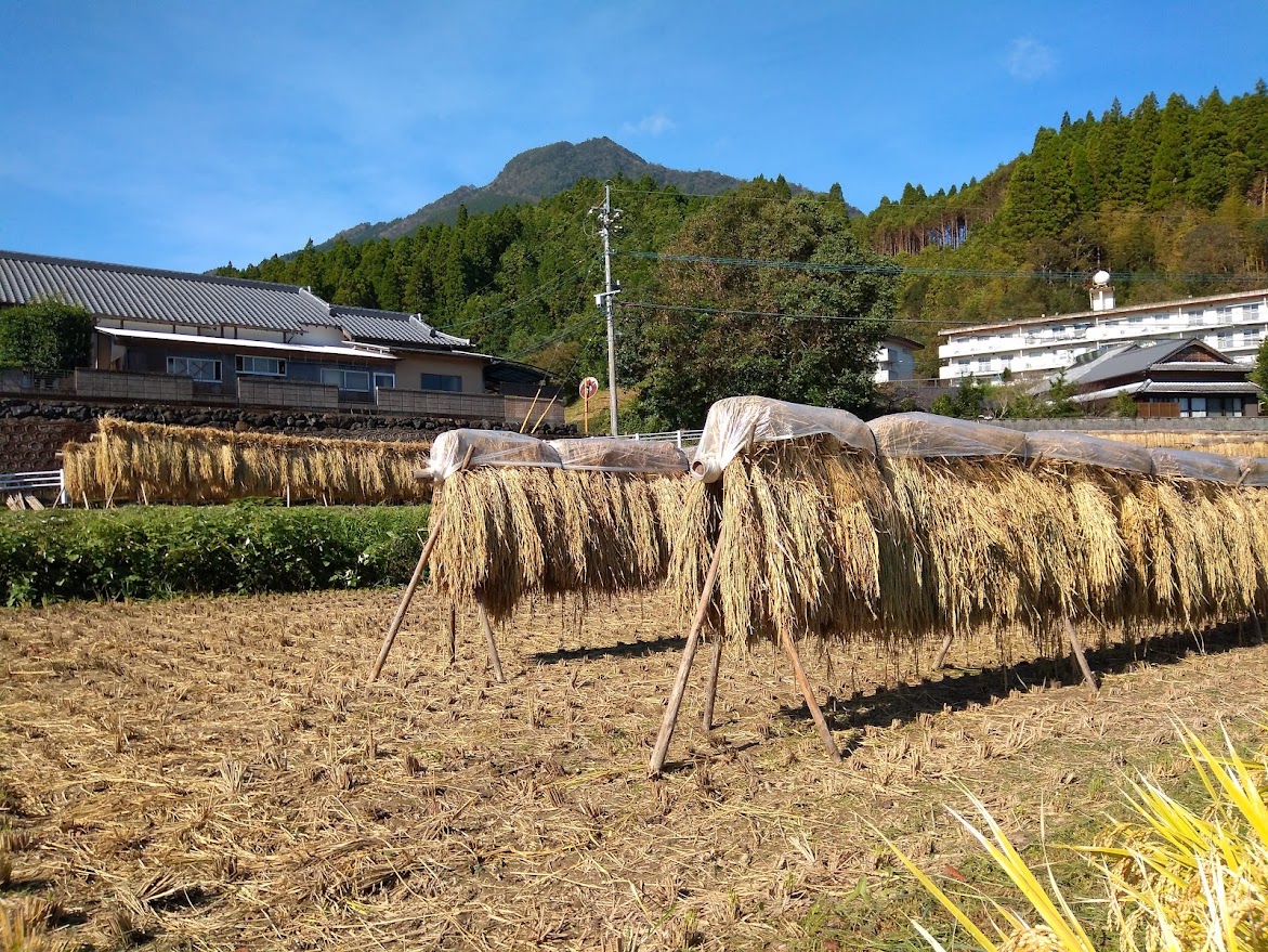 inakaman2021's tweet photo. 「給料が途絶えたら、生きていけない」会社員の頃、ずっとそう思っていた。
食べるために働く、家賃を払うために働く。

朝から晩まで必死に働いて、また次の給料日を待つ。
だから、どれだけ苦しくても会社を辞められない。
あるとき、ふと思った。
「なんか、この生き方違わないか？」って・・

その直感を無視するのをやめた。仕事を辞め、有機農業を始めて6年前に田舎へ移住した。
安い物件を買って、毎月の家賃をなくした。
自分たちが食べる野菜を自分で作るようになった。

そして今は、家族と、僕の野菜を待ってくれているお客様のために畑で仕事をする。収入だけを見れば、サラリーマン時代のほうが安定していた。

でも不思議なことに、今のほうが圧倒的に幸せだ。
たくさん稼いで、たくさん消費することだけが豊かさじゃなかったのだ。

人生で「なんか違う」と感じたとき、その直感は案外、間違っていない。
人生を変えるのは、大きな夢より、「なんか違う」という小さな違和感なのかもしれない。