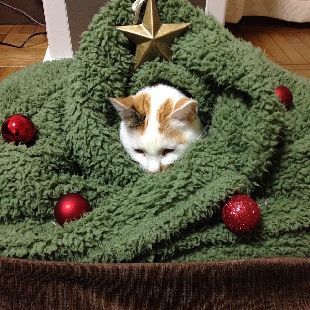 AlyshaPerz's tweet photo. 意識がふっと沈み込むような感覚。うまく言葉にできないけれど、自分だけの小さな領域に潜り込んでいるときは、案外心が落ち着くのかもしれないね https://t.co/nbwvC2xcPa